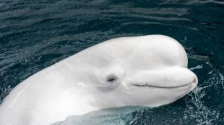 Beluga